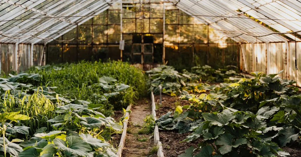 Guide pour Débuter un Potager Urbain