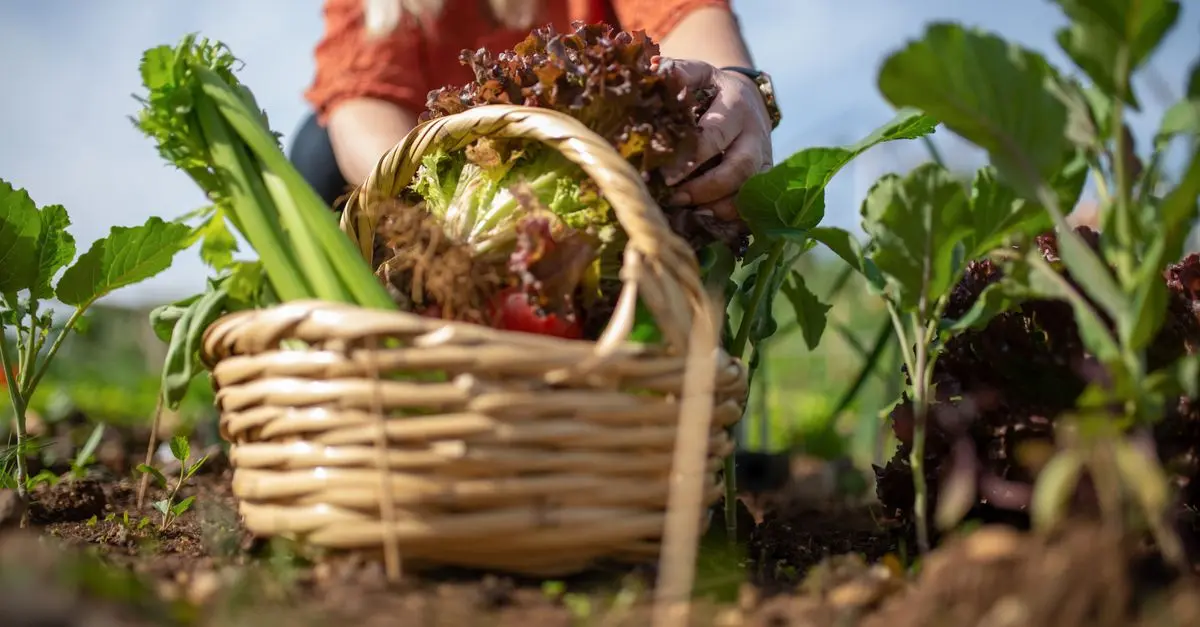 Optimisez Votre Espace Extérieur pour Cultiver des Légumes