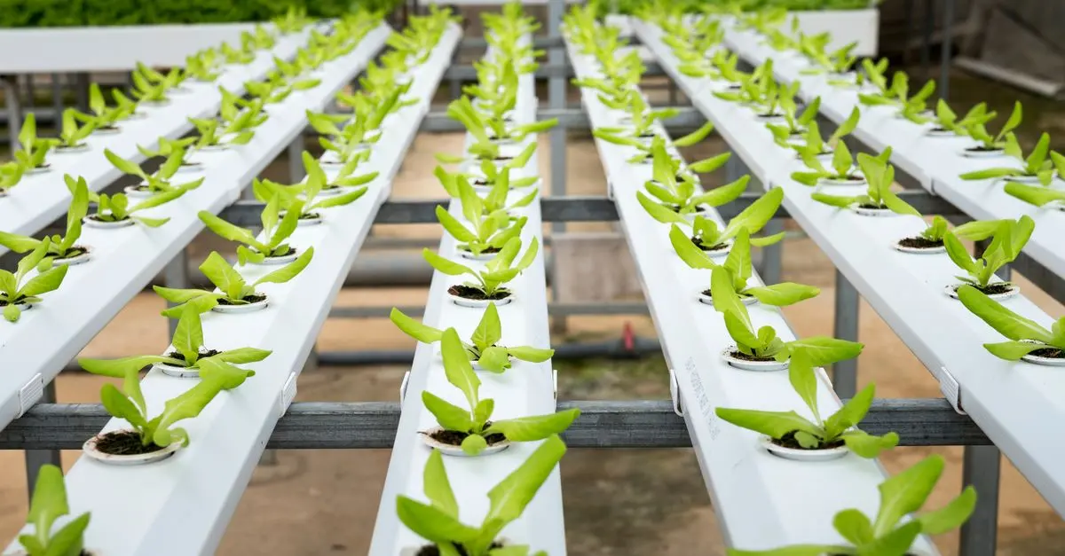 Explorer l'Impact Environnemental des Cultures de Légumes Modernes
