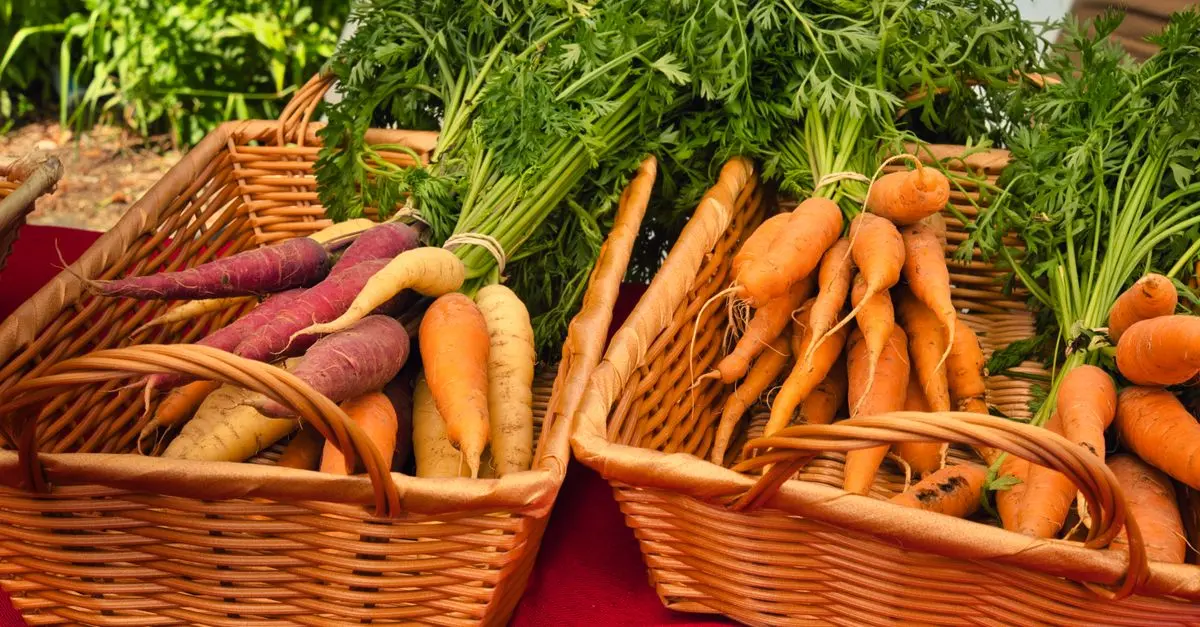 Les Meilleures Recettes Créatives à Réaliser avec Votre Panier de Légumes