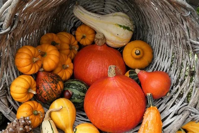 Comment Créer un Panier de Légumes Durable et Varié
